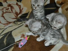 Котята в костроме. Котята в костроме авито кострома. Котенок 1 месяц. Котята в костроме авито кострома. Котята в костроме авито кострома.