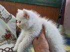 Персидский котёнок объявление продам
