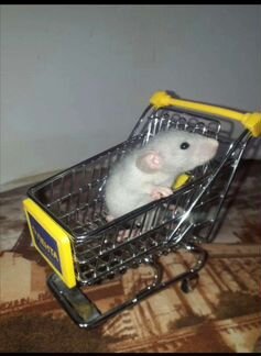 Крыса Дамбо крысята. Клетки