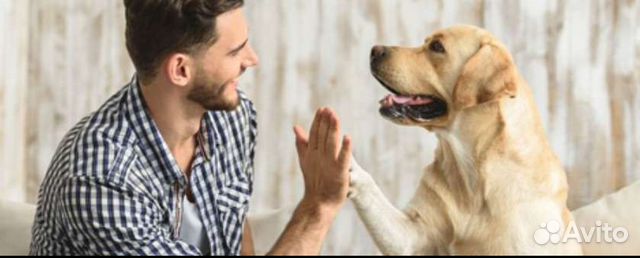 Дрессировка, воспитание собак. Помощь выбора щенка