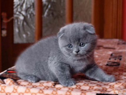 Голубые скоттиш фолд