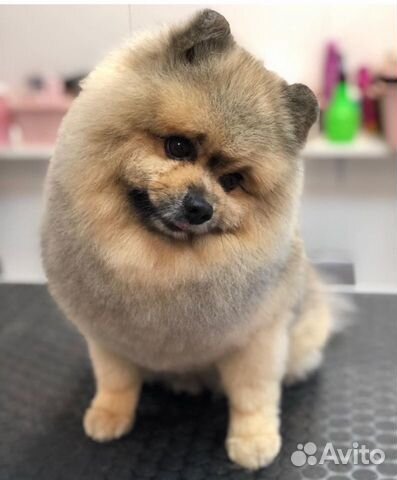 Студия груминга «Хвостики»