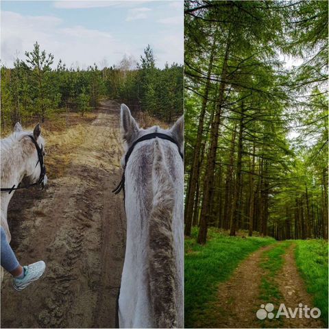 Прогулки на лошадях, конные прогулки,прокат лошади