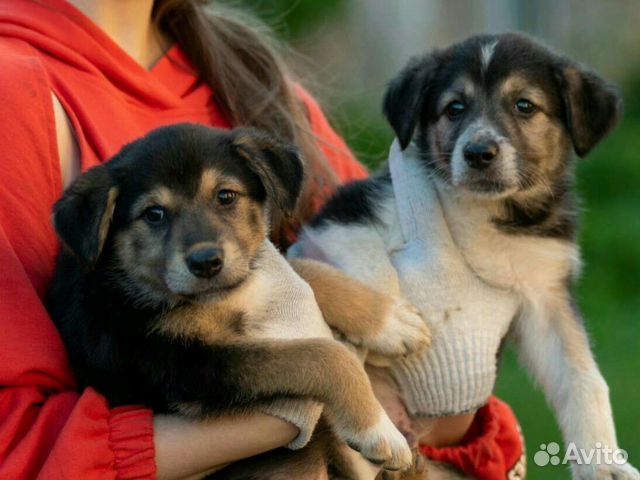 Малышня (приют) в поисках дома