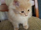 Котёнок Турецкая ангора в добрые руки объявление продам