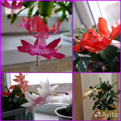 Шлюмбергера / декабрист