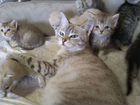Котята тайской кошки и невской маскарадной