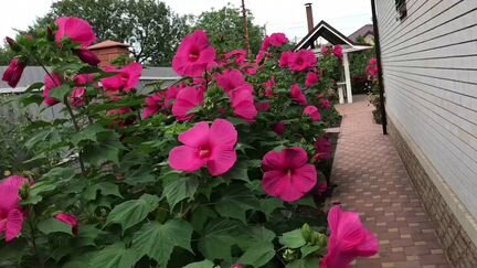 Гибискус травянистый малиновый, сорт 