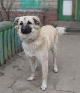 Марта ищет дом и хозяина