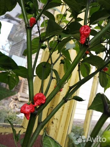 Семена острых перцев (Хабанеро, Халапеньо и др.)