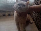Котенок персидский вязка экзот объявление продам