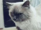 Квартирная Индивидуальная передержка кошек объявление продам