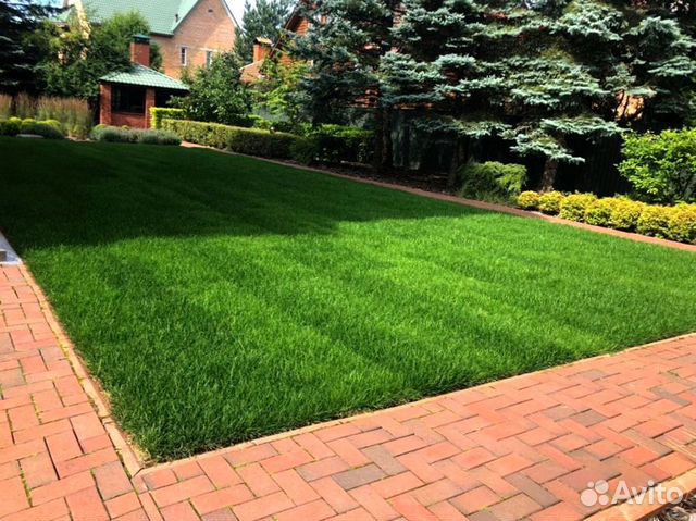 Рулонный газон