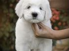 Белая собака с белою душою объявление продам