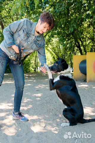 Метис бордер колли Тагир в поисках мампап