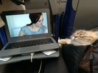 Кошечка ищет жениха на вязку объявление продам