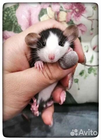 Крыски крысята крысы дамбо хаски