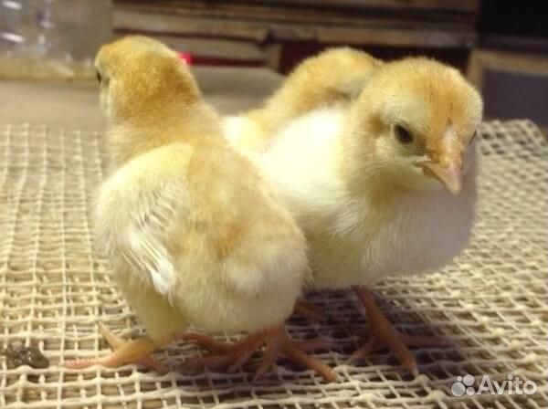 Цыплята бройлеры кооб 500 Чехия