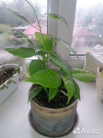 Гибискус китайская роза