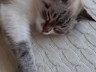 Тайская кошка для вязки