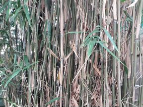 Фаргезия- семейство бамбука