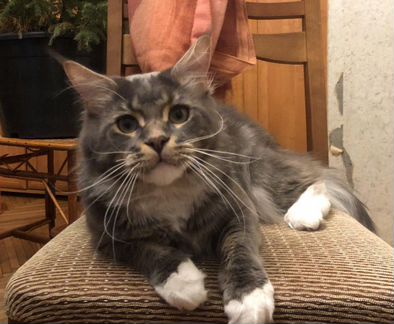 Кот мейн-кун вязка