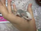 Декоративная крыса дамбо объявление продам