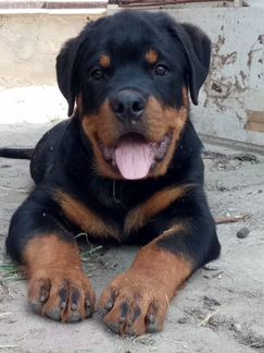 Передержка собак и кошек,догситтер,зооняня,зоогост