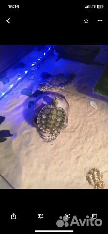 Террариум для черепахи