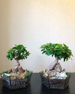 Бонсай. Дерево. Подарок. Флорариум