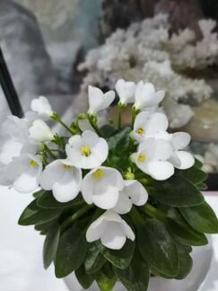 Мини фиалки