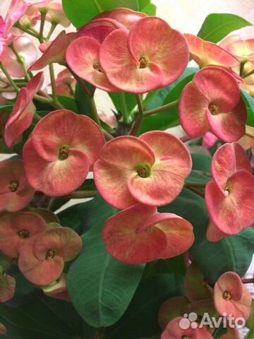 Эуфорбия, молочай Милли