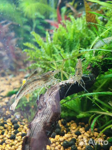 Креветки Амано с отправкой по России