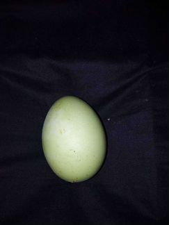 Куры семья чёрные ухейлюй с зелёным яйцом