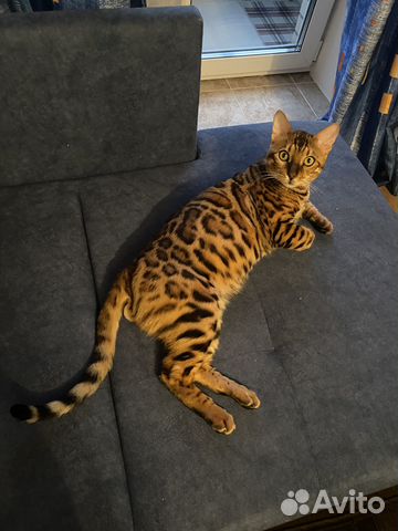 Бенгальский кот вязка
