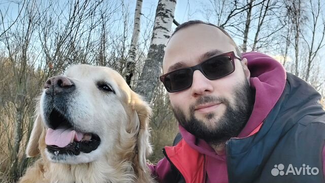 Дрессировка собак