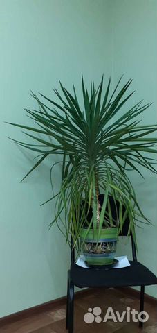 Пальма юкка