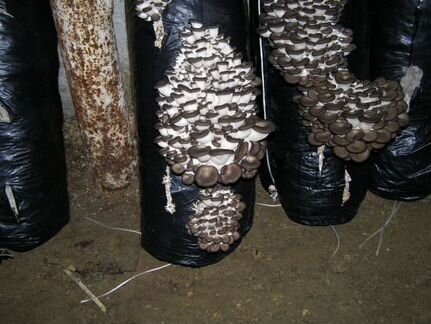 Выращивание вёшенки (семена)