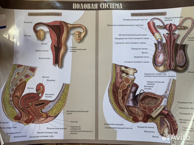 Школьный плакат