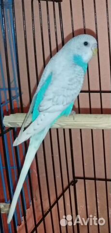 Попугайчики и птенцы своего разведения