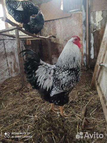 Виандот серебро