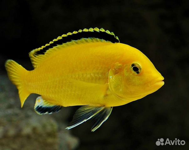 Йеллоу лабидохромис 4см - Labidochromis caeruleus