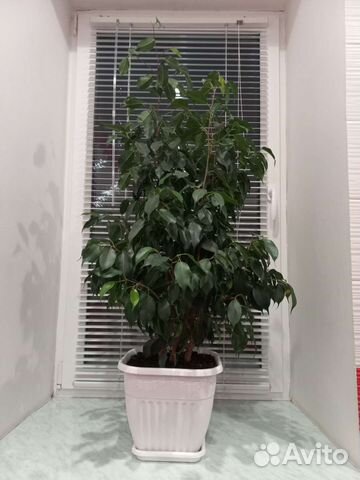 Фикус бенджамина Даниэль (Danielle)