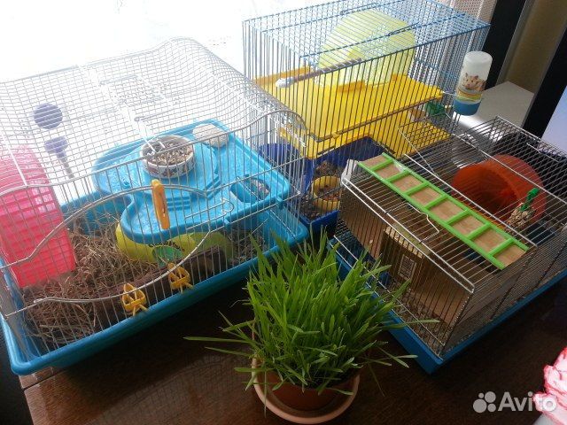 Передержка грызунов, клеточных животных, зооняня