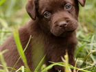 Лабрадор щенки коричневые объявление продам