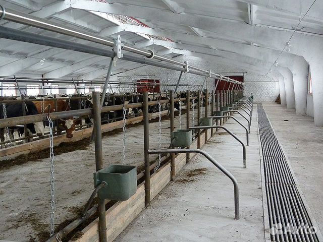 Стойловое оборудование с системой поения, доения