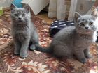 Русско-голубые котята