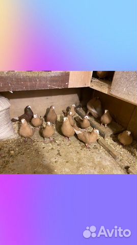 Голуби курские желтые красные черные