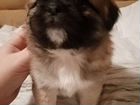 Маленькая собака японский хин объявление продам