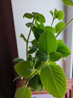 Плектрантус (комнатная мята)